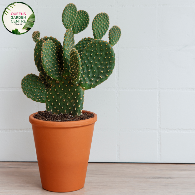 Alt text: Opuntia Burbank Spineless, also called Prickly Pear Cactus, features flat, paddle-shaped stems without spines. Its vibrant green pads contrast against sandy soil or rock gardens. This low-maintenance succulent adds texture and color to desert landscapes or xeriscaped gardens.