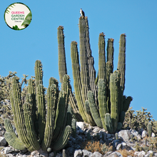 Load image into Gallery viewer, Alt text: Pachycereus pringlei, commonly known as the Elephant Cactus, is a large columnar cactus species native to Mexico and parts of the southwestern United States. It features thick, ribbed stems that can grow up to 20 meters (66 feet) tall and 1 meter (3 feet) in diameter. The stems are covered in clusters of sharp spines. This cactus species is known for its imposing size and striking silhouette,
