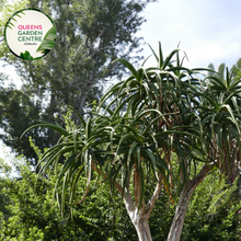 Load image into Gallery viewer, &quot;Close-up view of Pachypodium lamerei plant, commonly known as Madagascar Palm, displaying its tall, slender, spiny stem and tuft of green leaves at the top against a neutral background.&quot;
