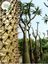 Load image into Gallery viewer, &quot;Close-up view of Pachypodium lamerei plant, commonly known as Madagascar Palm, displaying its tall, slender, spiny stem and tuft of green leaves at the top against a neutral background.&quot;
