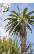 Load image into Gallery viewer, &quot;Close-up view of Pachypodium lamerei plant, commonly known as Madagascar Palm, displaying its tall, slender, spiny stem and tuft of green leaves at the top against a neutral background.&quot;
