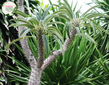 Load image into Gallery viewer, &quot;Close-up view of Pachypodium lamerei plant, commonly known as Madagascar Palm, displaying its tall, slender, spiny stem and tuft of green leaves at the top against a neutral background.&quot;
