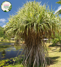 Load image into Gallery viewer, Alt text: Pandanus pedunculatus, commonly known as the Screw Pine, is a tropical plant native to Australia and the Pacific Islands. It features long, narrow, strap-like leaves arranged in a spiral pattern around its trunk. The leaves have serrated edges and are arranged in dense clusters at the ends of branches. The plant produces small, fragrant flowers and round fruits. It is often grown in tropical gardens and landscapes for its ornamental foliage and unique appearance.
