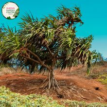 Load image into Gallery viewer, Alt text: Pandanus pedunculatus, commonly known as the Screw Pine, is a tropical plant native to Australia and the Pacific Islands. It features long, narrow, strap-like leaves arranged in a spiral pattern around its trunk. The leaves have serrated edges and are arranged in dense clusters at the ends of branches. The plant produces small, fragrant flowers and round fruits. It is often grown in tropical gardens and landscapes for its ornamental foliage and unique appearance.
