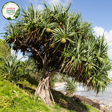 Load image into Gallery viewer, Alt text: Pandanus tectorius, also known as the Hala tree or Thatch screwpine, is a tropical plant native to coastal regions of the Pacific Islands and Southeast Asia. It is characterized by its spiky leaves arranged in dense spirals around its trunk. The leaves are long, narrow, and have serrated edges. The tree produces distinctive prop roots that help stabilize it in sandy coastal soils. 
