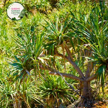 Load image into Gallery viewer, Alt text: Pandanus tectorius, also known as the Hala tree or Thatch screwpine, is a tropical plant native to coastal regions of the Pacific Islands and Southeast Asia. It is characterized by its spiky leaves arranged in dense spirals around its trunk. The leaves are long, narrow, and have serrated edges. The tree produces distinctive prop roots that help stabilize it in sandy coastal soils. 
