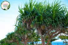 Load image into Gallery viewer, Alt text: Pandanus tectorius, also known as the Hala tree or Thatch screwpine, is a tropical plant native to coastal regions of the Pacific Islands and Southeast Asia. It is characterized by its spiky leaves arranged in dense spirals around its trunk. The leaves are long, narrow, and have serrated edges. The tree produces distinctive prop roots that help stabilize it in sandy coastal soils. 
