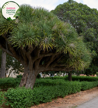 Load image into Gallery viewer, Alt text: Pandanus utilis &#39;Red Edge&#39; is a striking tropical plant with long, slender green leaves edged in vibrant red. Its architectural form and colorful foliage make it an eye-catching addition to gardens and landscapes, adding a touch of exotic flair.
