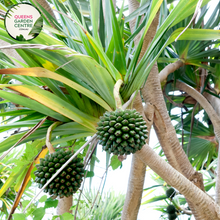 Load image into Gallery viewer, Alt text: Pandanus utilis &#39;Red Edge&#39; is a striking tropical plant with long, slender green leaves edged in vibrant red. Its architectural form and colorful foliage make it an eye-catching addition to gardens and landscapes, adding a touch of exotic flair.
