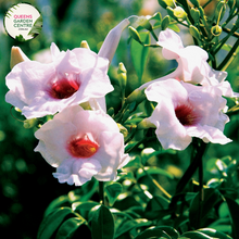 Load image into Gallery viewer,  Close-up of Pandorea jasminoides Charisma plant: This image showcases the exquisite details of the Pandorea jasminoides Charisma plant. The close-up view highlights the lush green foliage, composed of glossy, lance-shaped leaves arranged alternately along the slender stems. Delicate tendrils emerge from the leaf axils, providing support for the plant as it climbs and trails.
