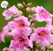 Load image into Gallery viewer, Close-up of Pandorea jasminoides Pink Magic plant: This image captures the intricate details of the Pandorea jasminoides Pink Magic plant. The close-up view showcases the glossy, lance-shaped leaves arranged alternately along the stems. Delicate tendrils emerge from the leaf axils, providing support for the plant&#39;s growth. 
