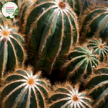 Load image into Gallery viewer, Alt text: Parodia magnifica, also known as Balloon Cactus, is a species of cactus native to South America. It features spherical to cylindrical green stems covered in golden-yellow spines, giving it a striking appearance. In spring or summer, it produces vibrant yellow flowers near the apex of the stems. This ornamental cactus is popular in succulent gardens and desert landscaping due to its unique shape and low maintenance requirements.
