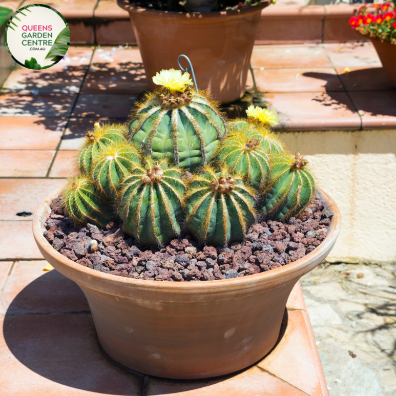 Alt text: Parodia magnifica, also known as Balloon Cactus, is a species of cactus native to South America. It features spherical to cylindrical green stems covered in golden-yellow spines, giving it a striking appearance. In spring or summer, it produces vibrant yellow flowers near the apex of the stems. This ornamental cactus is popular in succulent gardens and desert landscaping due to its unique shape and low maintenance requirements.