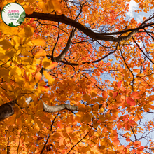 Load image into Gallery viewer, &quot;A stunning image of the Parrotia persica plant, commonly known as Persian Ironwood. The deciduous tree showcases a symmetrical and spreading canopy with ovate leaves that transition through a spectrum of autumn colors, including fiery reds, oranges, and yellows. In this image, the vibrant foliage captures the essence of fall, creating a visual spectacle. Persian Ironwood is prized for its ornamental value and is appreciated for its attractive form and exceptional autumn coloration
