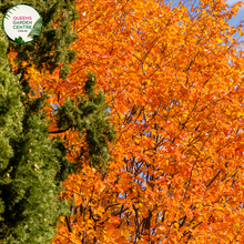 Load image into Gallery viewer, &quot;A stunning image of the Parrotia persica plant, commonly known as Persian Ironwood. The deciduous tree showcases a symmetrical and spreading canopy with ovate leaves that transition through a spectrum of autumn colors, including fiery reds, oranges, and yellows. In this image, the vibrant foliage captures the essence of fall, creating a visual spectacle. Persian Ironwood is prized for its ornamental value and is appreciated for its attractive form and exceptional autumn coloration,
