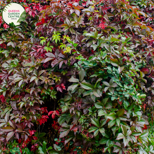 "An image featuring the Parthenocissus quinquefolia plant, commonly known as Virginia Creeper. The deciduous vine is characterized by its lush green compound leaves, each adorned with five leaflets. In this visual, the plant's tendrils are seen climbing and adhering to a support structure. Virginia Creeper is valued for its rapid growth, dense coverage, and the striking red and burgundy foliage it displays in the fall.