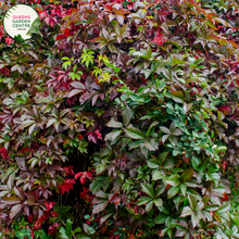 Load image into Gallery viewer, &quot;An image featuring the Parthenocissus quinquefolia plant, commonly known as Virginia Creeper. The deciduous vine is characterized by its lush green compound leaves, each adorned with five leaflets. In this visual, the plant&#39;s tendrils are seen climbing and adhering to a support structure. Virginia Creeper is valued for its rapid growth, dense coverage, and the striking red and burgundy foliage it displays in the fall.
