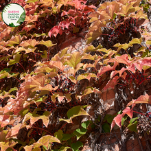 Load image into Gallery viewer, &quot;A captivating image of the Parthenocissus tricuspidata plant, commonly known as Boston Ivy or Japanese Creeper. This deciduous climbing vine is characterized by its deeply lobed, three-pointed leaves that transition through shades of green, turning vibrant red in the fall. In this visual, the vine is seen adorning a structure with its lush foliage. Boston Ivy is valued for its fast growth, ability to provide dense coverage, and its striking seasonal color changes, 
