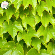 Load image into Gallery viewer, &quot;A captivating image of the Parthenocissus tricuspidata plant, commonly known as Boston Ivy or Japanese Creeper. This deciduous climbing vine is characterized by its deeply lobed, three-pointed leaves that transition through shades of green, turning vibrant red in the fall. In this visual, the vine is seen adorning a structure with its lush foliage. Boston Ivy is valued for its fast growth, ability to provide dense coverage, and its striking seasonal color changes, 
