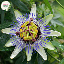 Load image into Gallery viewer, Close-up of Passionfruit - Black Passiflora Edulis plant: This image showcases a detailed view of the Passionfruit - Black Passiflora Edulis plant. In the center of the frame, a single passionfruit flower is prominently displayed, featuring intricate purple and white petals arranged in a radial pattern around a prominent central stigma and anthers.
