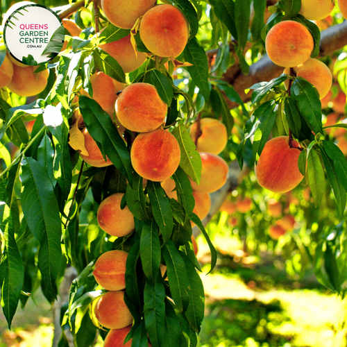 Alt text: Prunus persica 'Golden Queen,' a Peach tree adorned with pink blossoms in full bloom. This deciduous tree is celebrated not only for its ornamental beauty but also for producing succulent, golden-yellow peaches. A delightful addition to orchards and gardens, offering both visual appeal and delicious harvests.