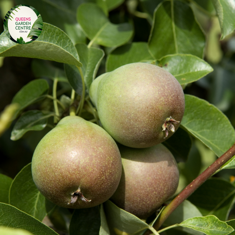 Buy Pear - Josephine Pyrus communis Online in Australia – Queens Garden ...
