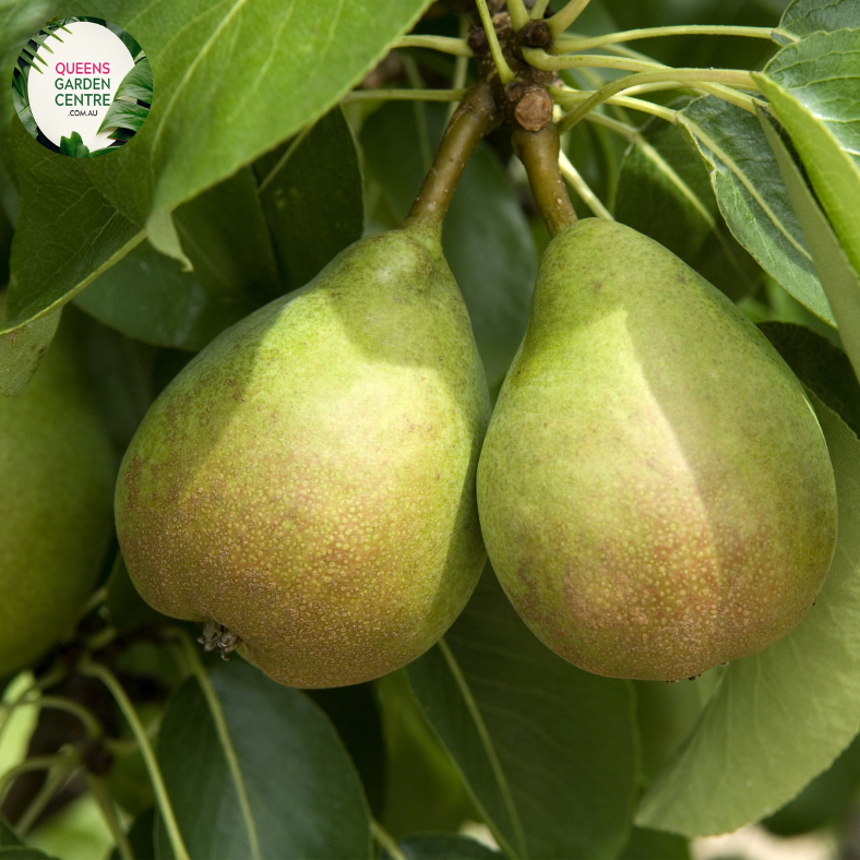 Close-up of a Pear (Pyrus communis 'Josephine') plant. The image features a ripe Josephine pear with a smooth, glossy skin that transitions from bright green to a warm, golden-yellow hue with subtle red blushes. The pear's surface is slightly textured with small, delicate lenticels (tiny dots). 