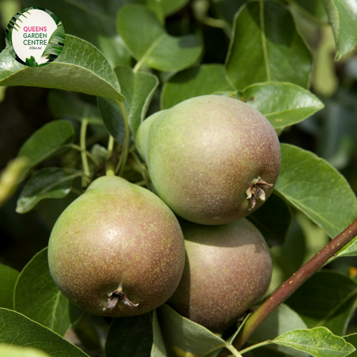 Close-up of a Pear (Pyrus communis 'Josephine') plant. The image features a ripe Josephine pear with a smooth, glossy skin that transitions from bright green to a warm, golden-yellow hue with subtle red blushes. The pear's surface is slightly textured with small, delicate lenticels (tiny dots). 