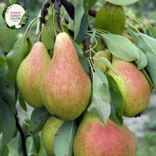 a juicy, sweet, and aromatic fruit perfect for snacking, baking, and canning. Enjoy the creamy, smooth texture and delightful flavor of this popular pear variety, grown and harvested for peak freshness.