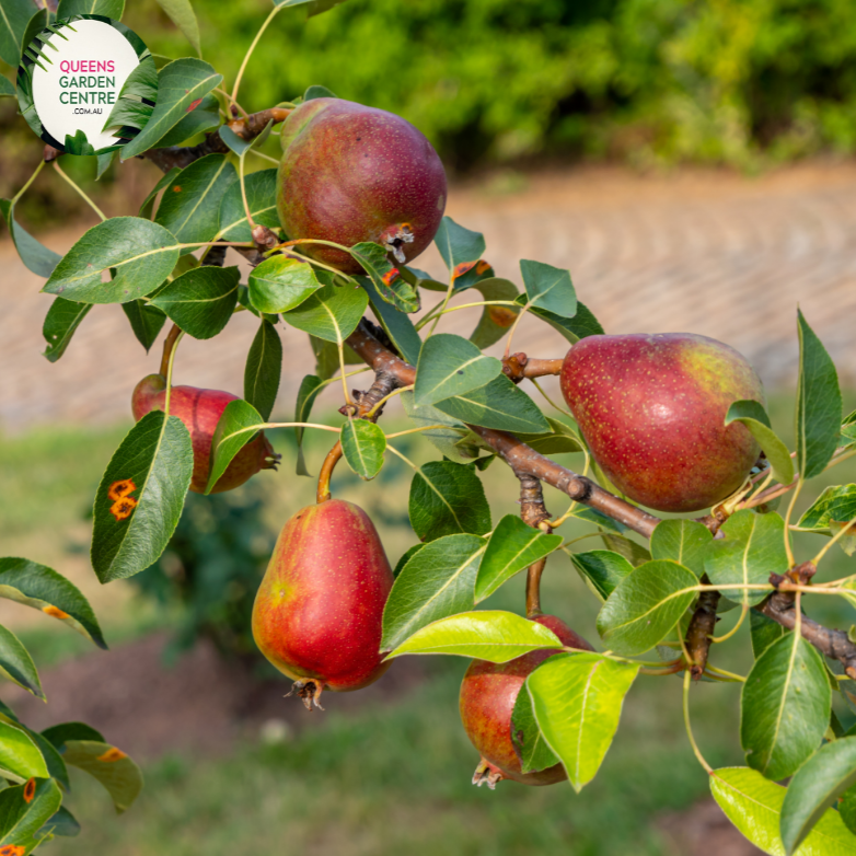 a juicy, sweet, and aromatic fruit perfect for snacking, baking, and canning. Enjoy the creamy, smooth texture and delightful flavor of this popular pear variety, grown and harvested for peak freshness.