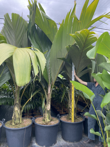 Pelagodoxa Henryana