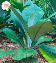 Load image into Gallery viewer, Alt text: Pelagodoxa henryana, commonly known as the &quot;Henderson Island palm,&quot; is a rare and exotic palm species native to the remote Henderson Island in the South Pacific. It features a slender trunk topped with a crown of large, glossy, deeply divided fronds. The Pelagodoxa henryana is prized for its unique appearance and is often cultivated as an ornamental plant in tropical gardens and botanical collections.
