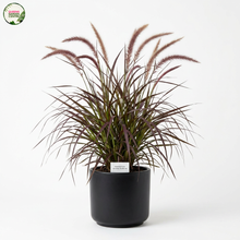 Load image into Gallery viewer, Close-up of Pennisetum advena Rubrum plant: This image features a detailed view of the Pennisetum advena Rubrum plant. In the foreground, the distinctive foliage of the plant is showcased, with long, slender leaves displaying vibrant shades of burgundy and purple. 
