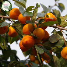 Load image into Gallery viewer, Close-up of a Persimmon (Diospyros kaki &#39;Jiro&#39;) plant. The image showcases a ripe persimmon fruit, round and slightly flattened, with smooth, glossy orange skin. The fruit is attached to a short, sturdy green stem with a few small, pointed calyx leaves at the top. Surrounding the fruit are broad, oval-shaped leaves with a rich green color, smooth texture, and prominent veins.
