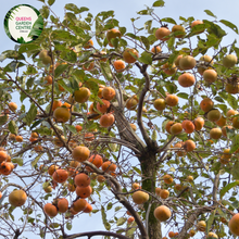 Load image into Gallery viewer, Close-up of a Persimmon (Diospyros kaki &#39;Jiro&#39;) plant. The image showcases a ripe persimmon fruit, round and slightly flattened, with smooth, glossy orange skin. The fruit is attached to a short, sturdy green stem with a few small, pointed calyx leaves at the top. Surrounding the fruit are broad, oval-shaped leaves with a rich green color, smooth texture, and prominent veins.
