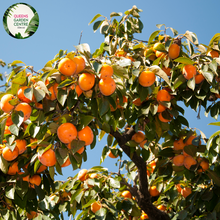 Load image into Gallery viewer, Close-up of a Persimmon (Diospyros kaki &#39;Jiro&#39;) plant. The image showcases a ripe persimmon fruit, round and slightly flattened, with smooth, glossy orange skin. The fruit is attached to a short, sturdy green stem with a few small, pointed calyx leaves at the top. Surrounding the fruit are broad, oval-shaped leaves with a rich green color, smooth texture, and prominent veins.
