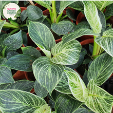 Load image into Gallery viewer,  Close-up of a Philodendron Birkin plant: This image depicts the distinctive leaves of the Philodendron Birkin in close detail. Each leaf showcases its unique variegation pattern, with creamy white stripes running along the dark green surface. The intricate veining of the leaves adds depth and texture to the overall appearance. The glossy sheen of the foliage reflects light, highlighting its lush and healthy condition. 
