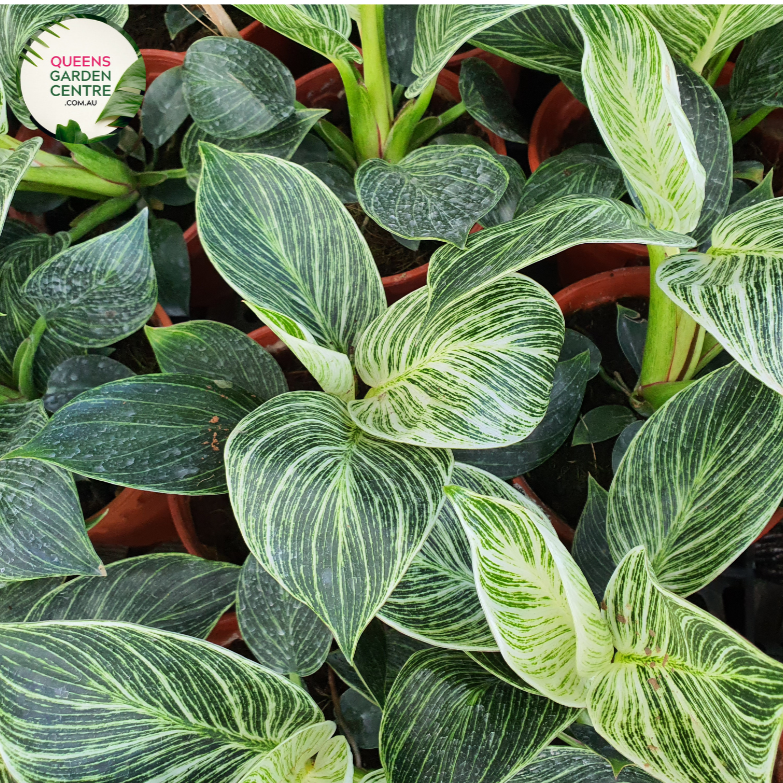 philodendron martianum australia Buy Philodendron Martianum (Fat Boy) Online in Australia – Queens Garden  Centre