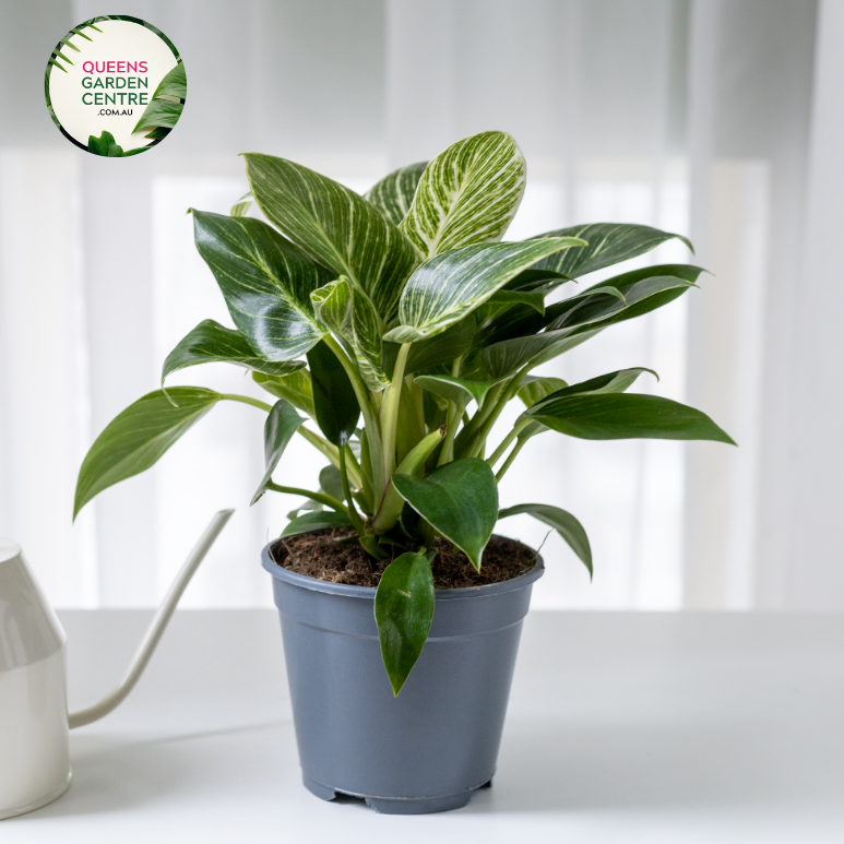 Buy Philodendron Birkin Online in Australia – Queens Garden Centre