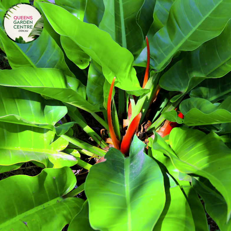 philodendron congo australia Buy Philodendron Congo Online in Australia – Queens Garden Centre