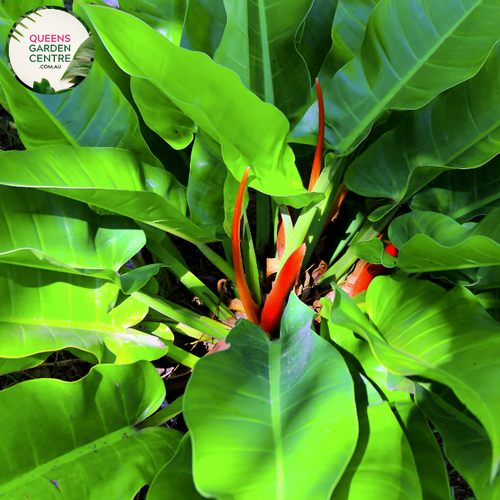 Alt text: Philodendron Congo, a tropical houseplant, showcases large, glossy green leaves with deep lobes and a vibrant, lush appearance. It adds a touch of elegance and tropical ambiance to interior spaces with its bold foliage and compact growth habit.