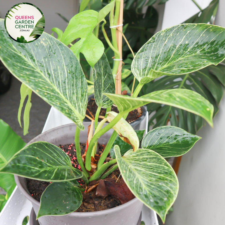 philodendron birkin congo Buy Philodendron Congo Online in Australia – Queens Garden Centre