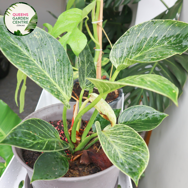 Alt text: Philodendron Congo, a tropical houseplant, showcases large, glossy green leaves with deep lobes and a vibrant, lush appearance. It adds a touch of elegance and tropical ambiance to interior spaces with its bold foliage and compact growth habit.