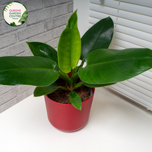 Load image into Gallery viewer, Close-up of Philodendron Imperial Green plant: This image showcases a detailed view of the Philodendron Imperial Green plant. The focal point is the glossy, heart-shaped leaves of the plant, which are a rich shade of deep green. The leaves have prominent veins that run from the center to the edges, creating an intricate pattern.
