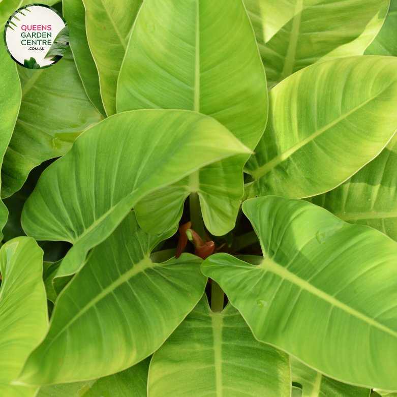 Close-up of Philodendron Imperial Green plant: This image showcases a detailed view of the Philodendron Imperial Green plant. The focal point is the glossy, heart-shaped leaves of the plant, which are a rich shade of deep green. The leaves have prominent veins that run from the center to the edges, creating an intricate pattern.