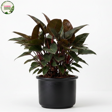 Load image into Gallery viewer, Philodendron Rojo Congo
