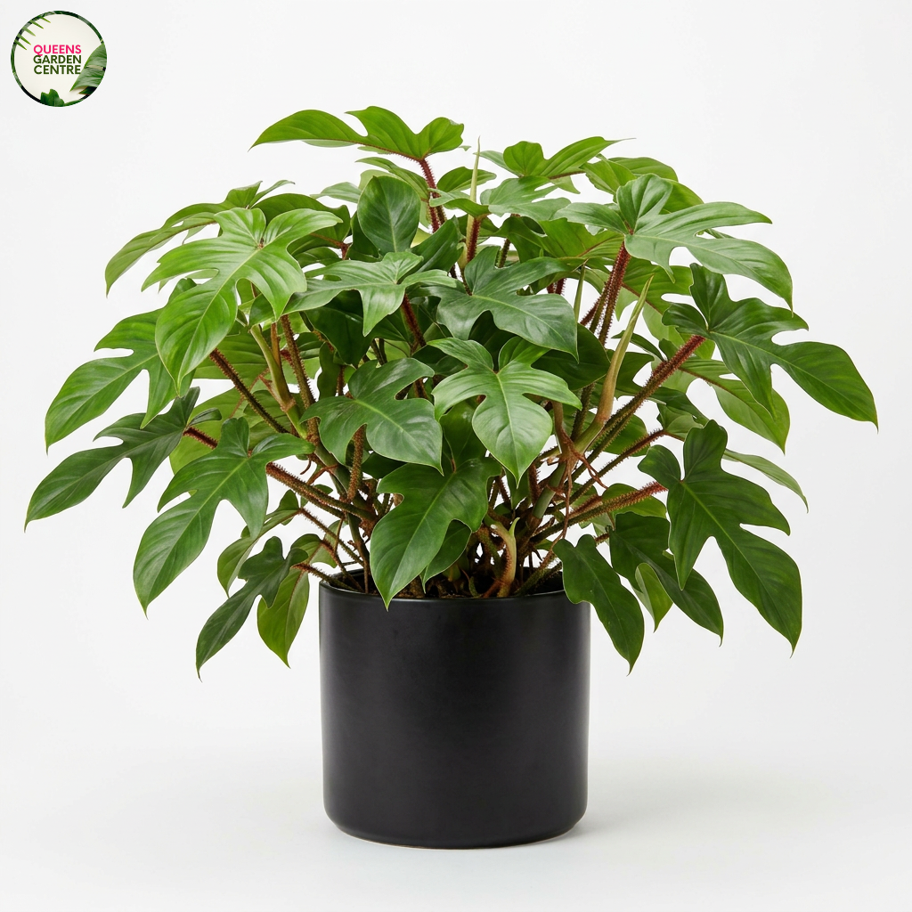 philodendron cordatum totem Buy Philodendron Cordatum Heartleaf Totem Poles Online in Australia – Queens Garden Centre