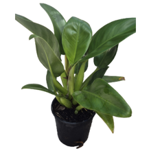 Load image into Gallery viewer, Philodendron Martianum (Fat Boy)
