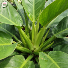 Load image into Gallery viewer, Philodendron Martianum (Fat Boy)
