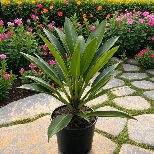 Philodendron martianum 